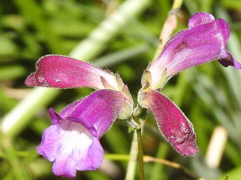 Image de Nothochelone nemorosa (Douglas ex Lindl.) Straw