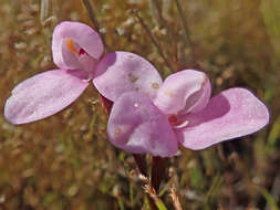 Image of Disa pillansii L. Bolus