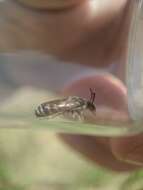 Image of Broad-footed Cellophane Bee