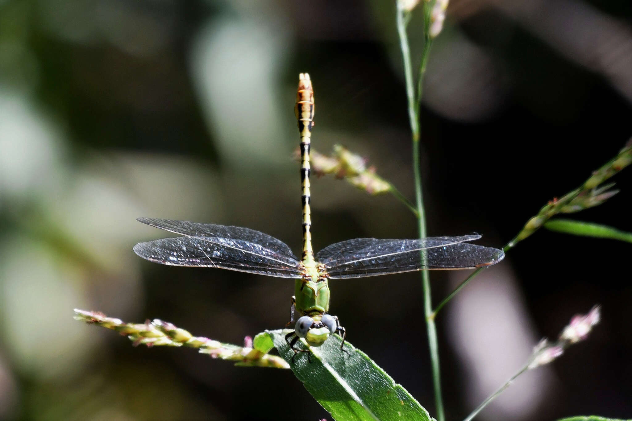 Image of Erpetogomphus crotalinus (Hagen ex Selys 1854)