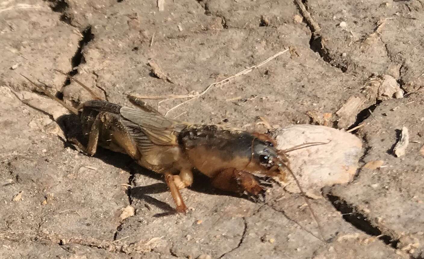 Image of European Mole Cricket