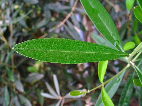 Image of olive tree