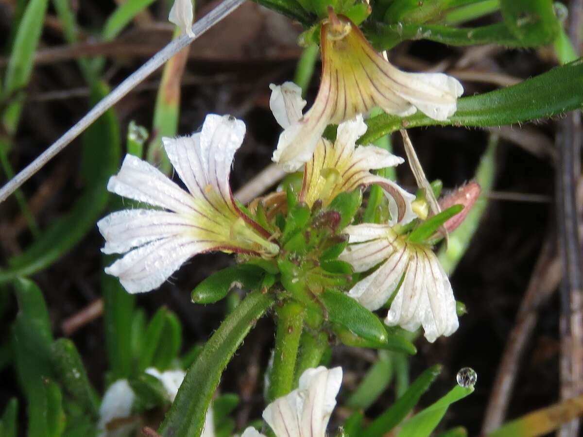 Слика од Scaevola repens de Vriese