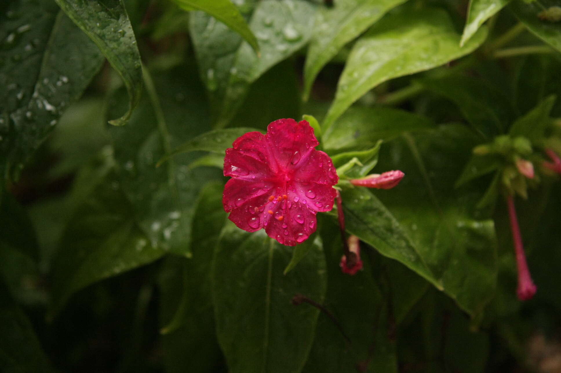 Image of Four o'Clock flower