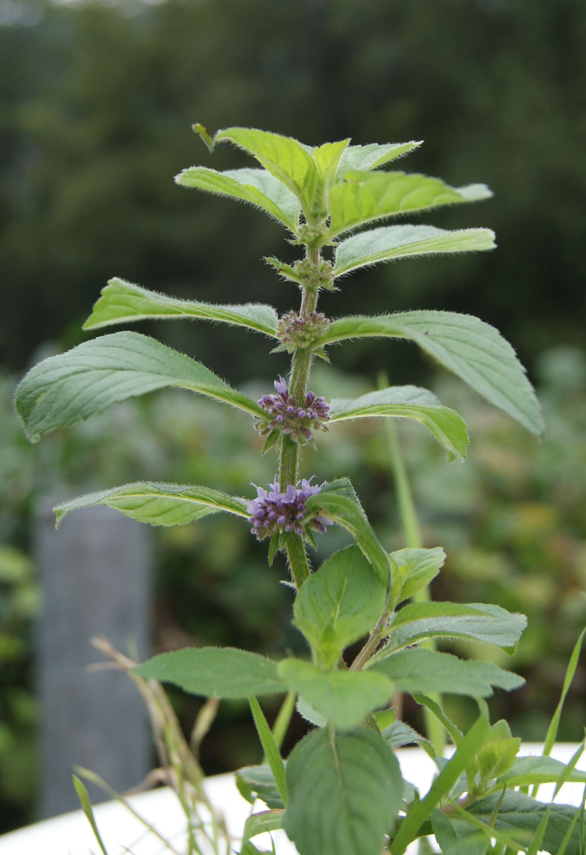 Image of wild mint