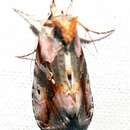 Image of Pink-patched Looper Moth