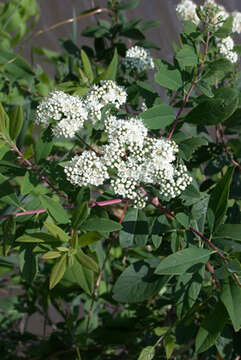 Image of Virginia Meadowsweet