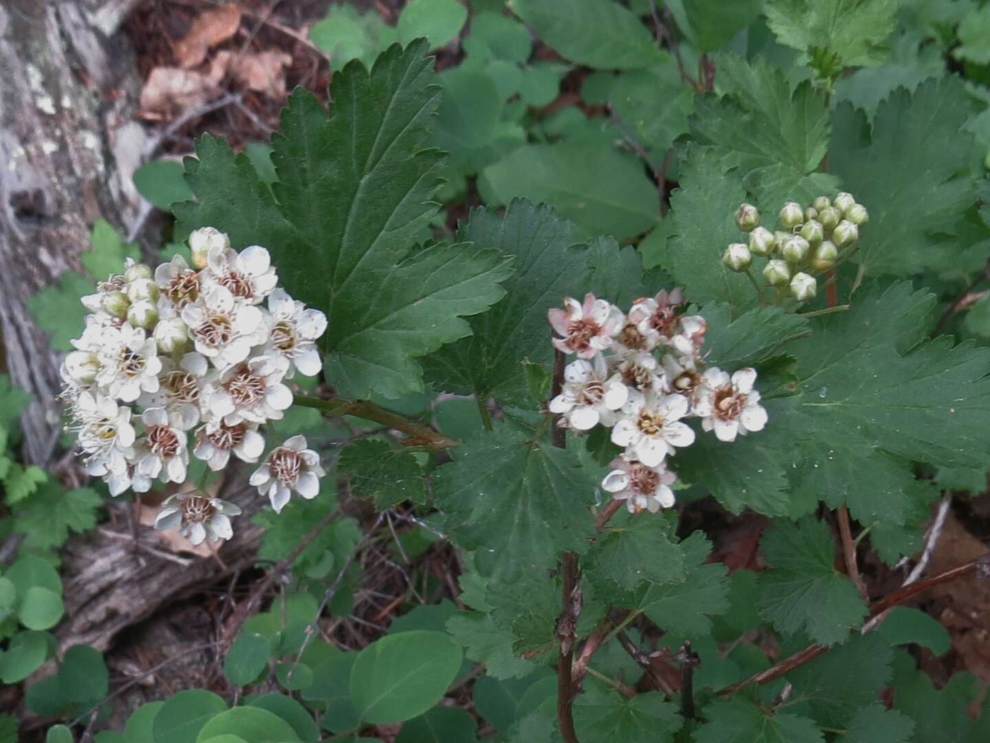 Слика од Physocarpus monogynus (Torr.) Kuntze