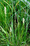 Image of Reclusive lady's tresses