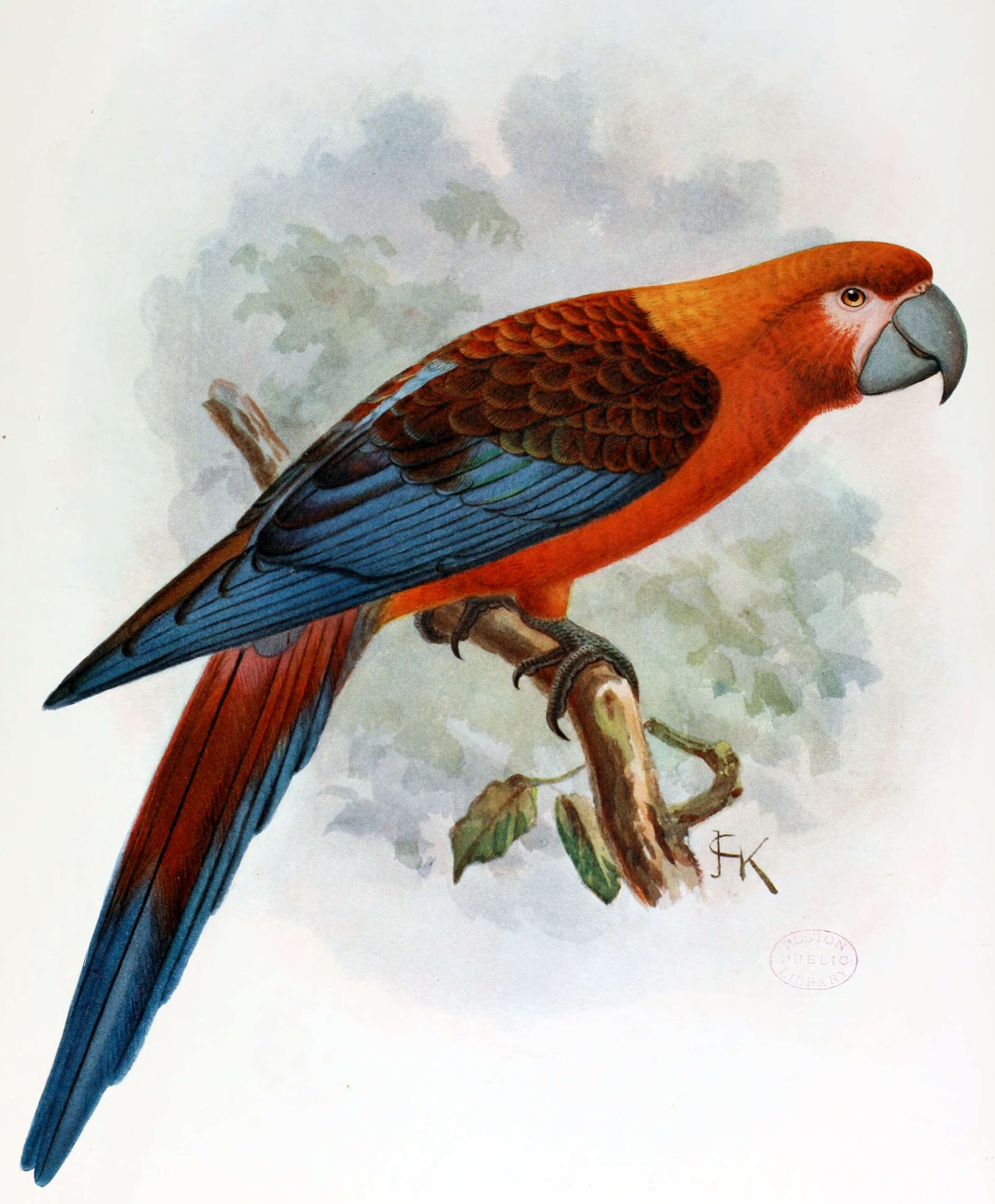 Image of macaws