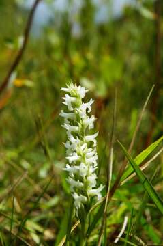 Image of Ute lady's tresses