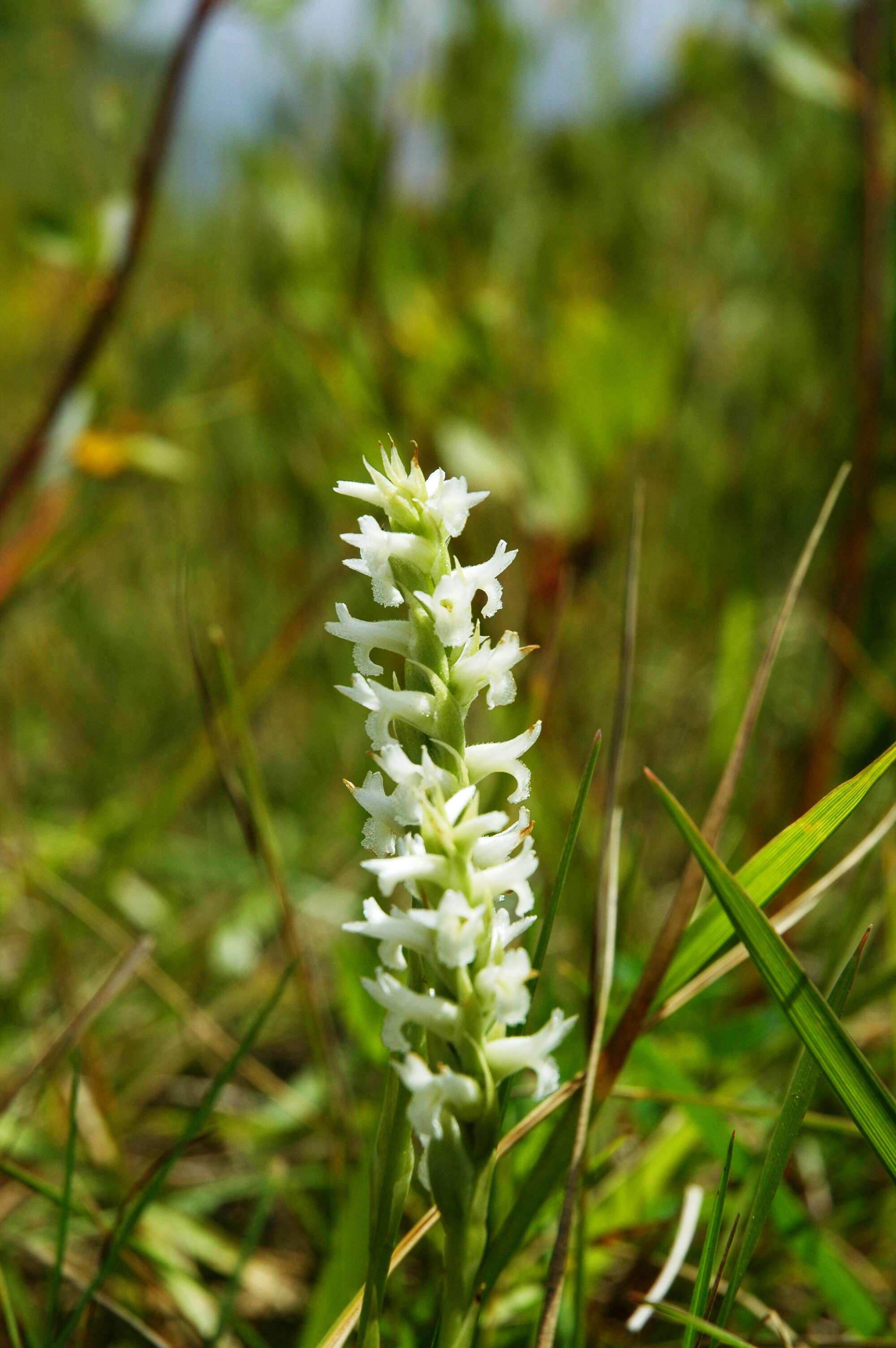 صورة Spiranthes diluvialis Sheviak