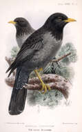 Imagem de Turdus ludoviciae (Lort Phillips 1895)