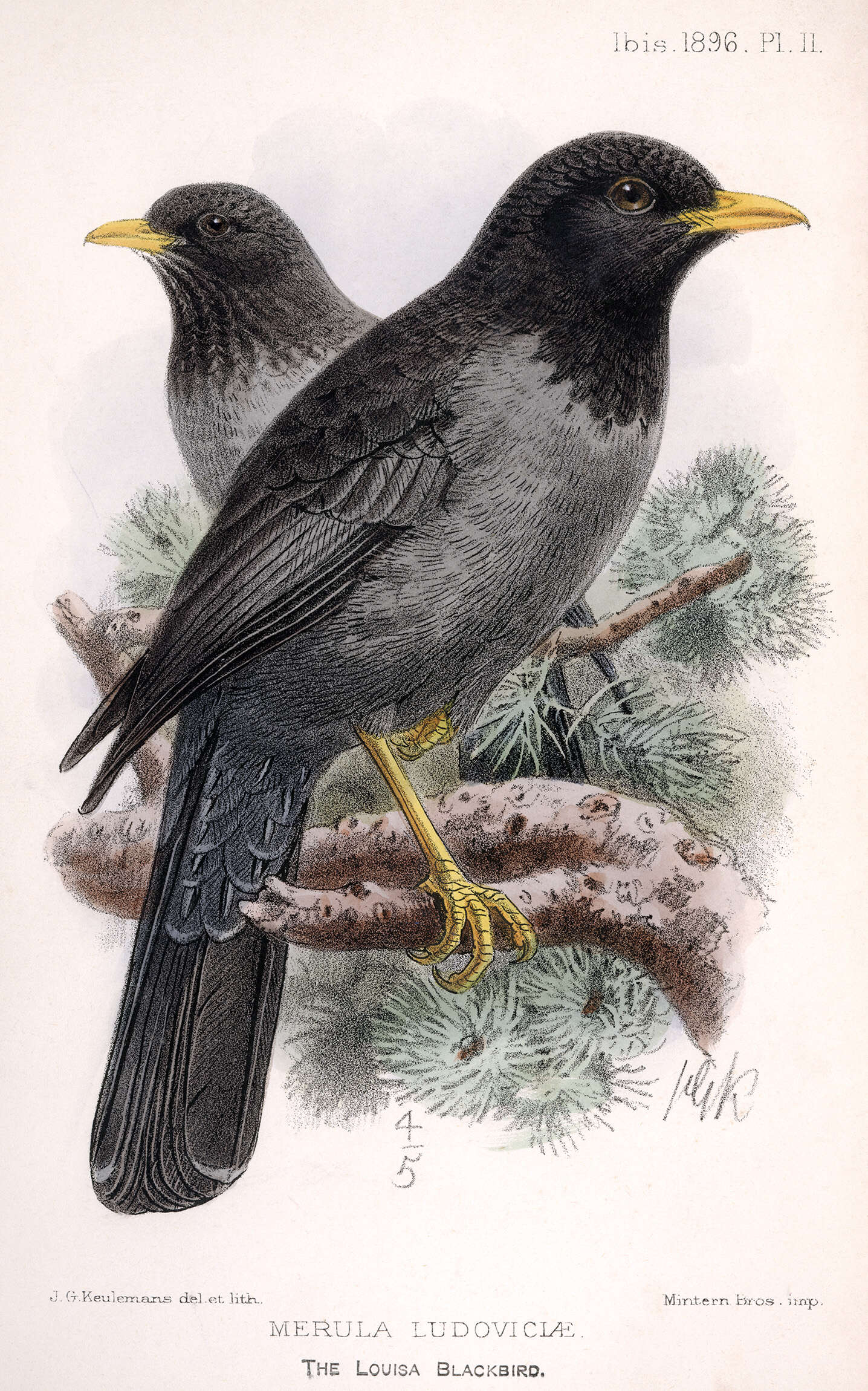 Image of Somali Thrush