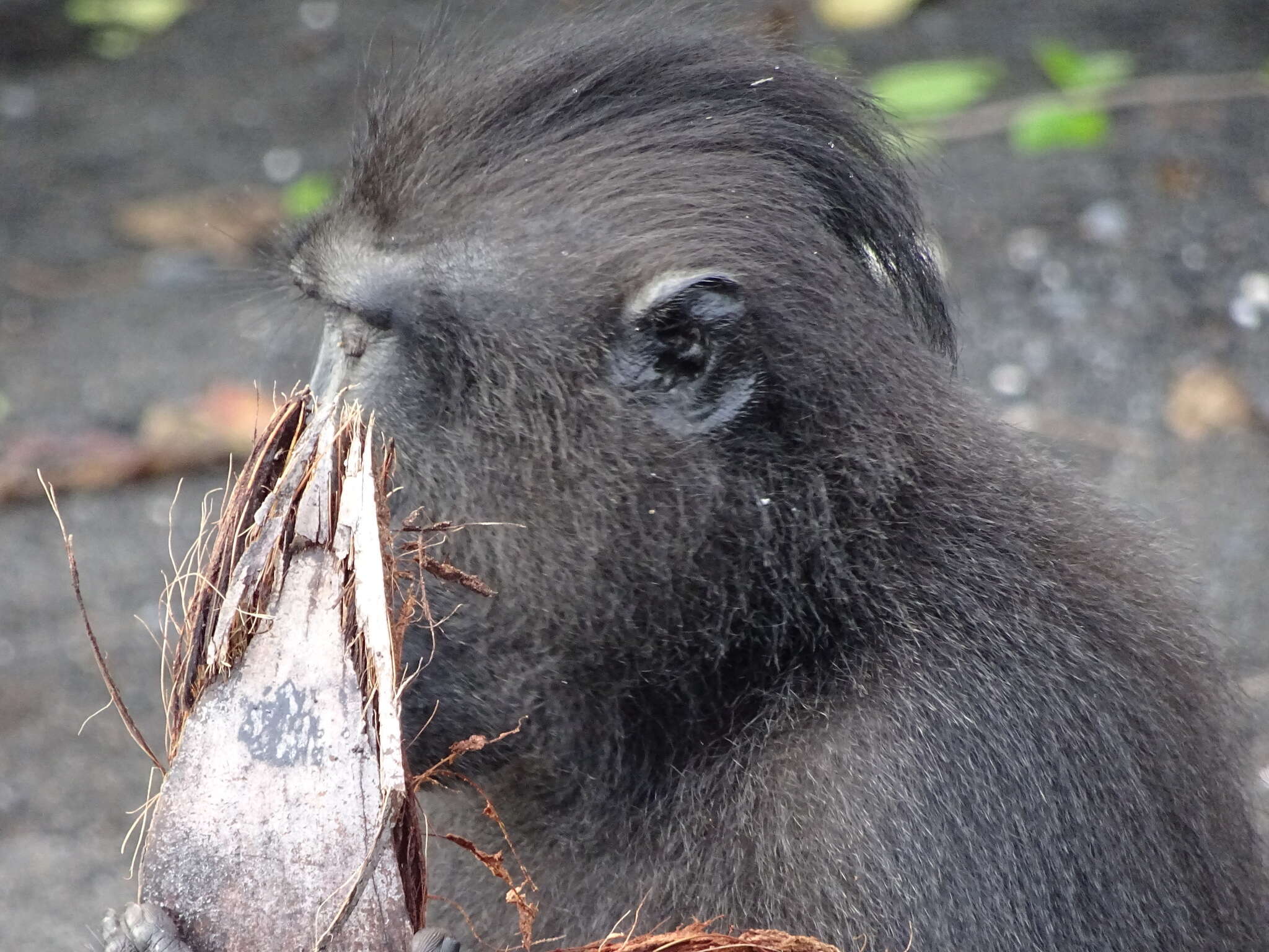 Image of Celebes crested macaque