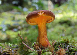 صورة Hygrophoropsis rufa (D. A. Reid) Knudsen 2008