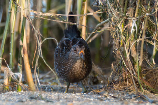 Image of Spotted Crake