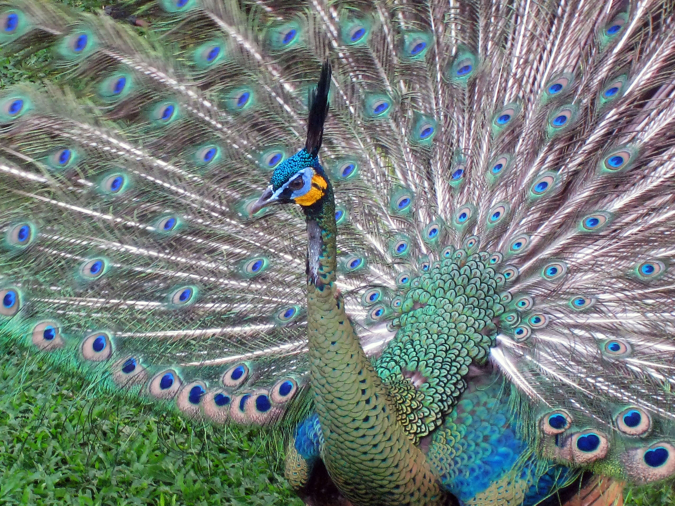 Image of Green Peafowl