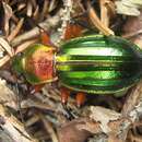 Carabus (Chrysocarabus) auronitens auronitens Fabricius 1792 resmi