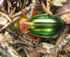 Carabus (Chrysocarabus) auronitens auronitens Fabricius 1792 resmi