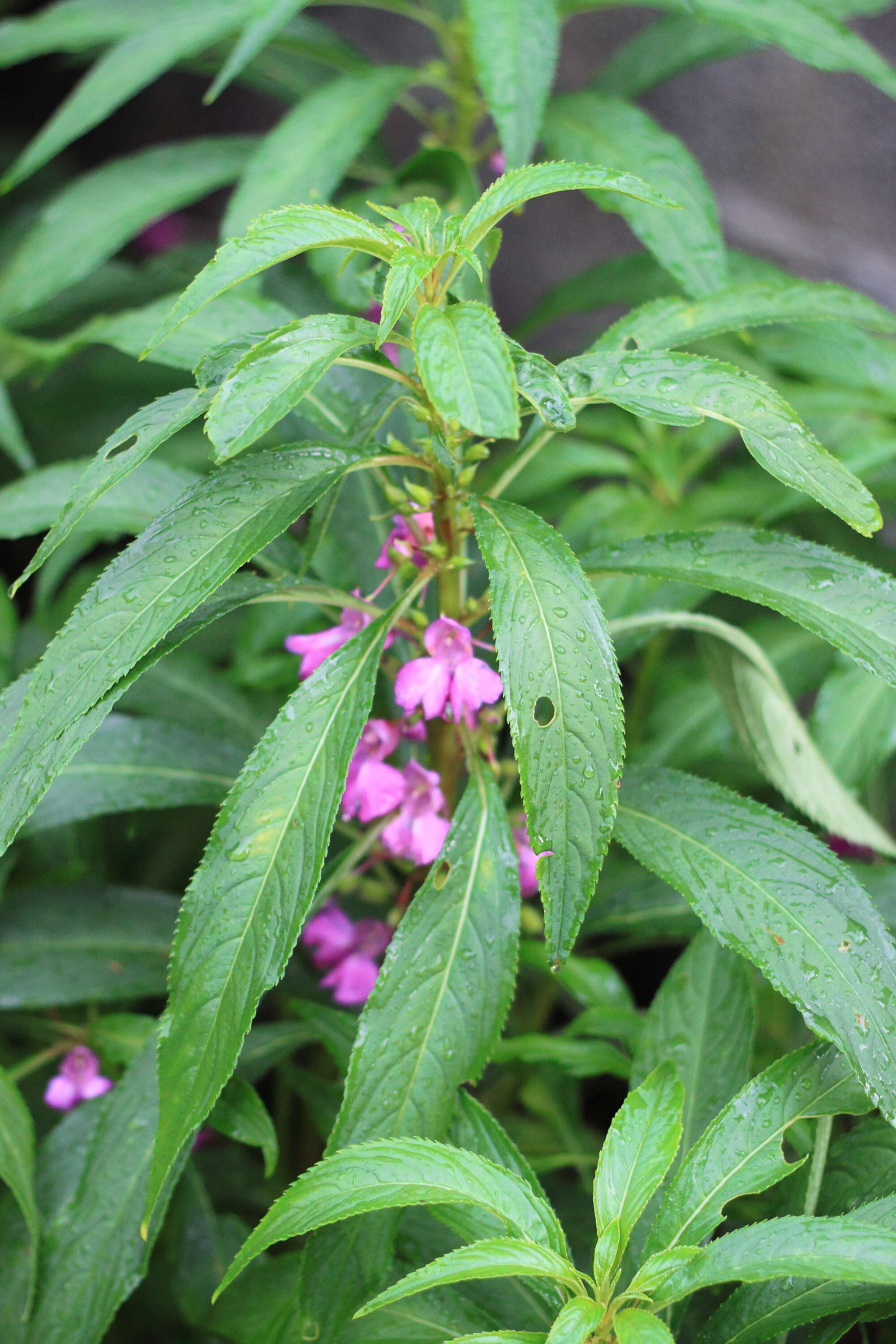 Image of spotted snapweed