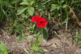 Image of annual phlox