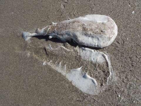 Image of Caribbean Electric Ray