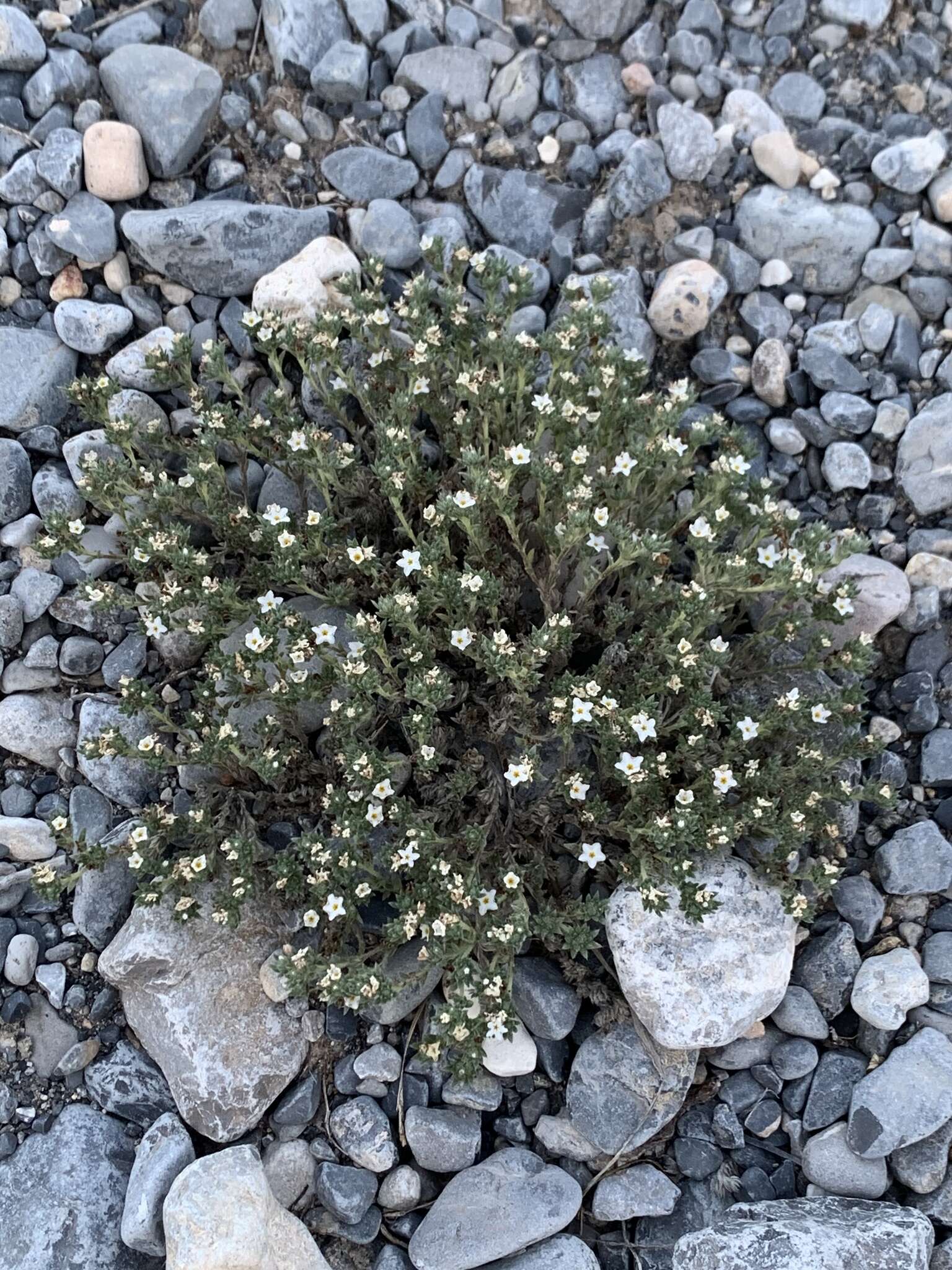 Euploca confertifolia (Torr.) Feuillet & Halse resmi