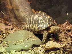 Image of Typical Tortoises