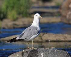 Image of Ring-billed Gull