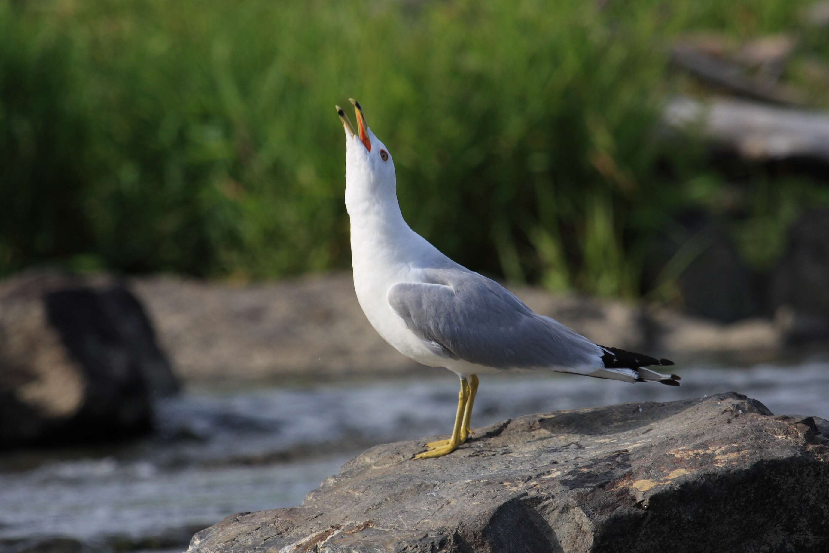 Image of Ring-billed Gull