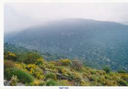 Image of Adenocarpus decorticans Boiss.