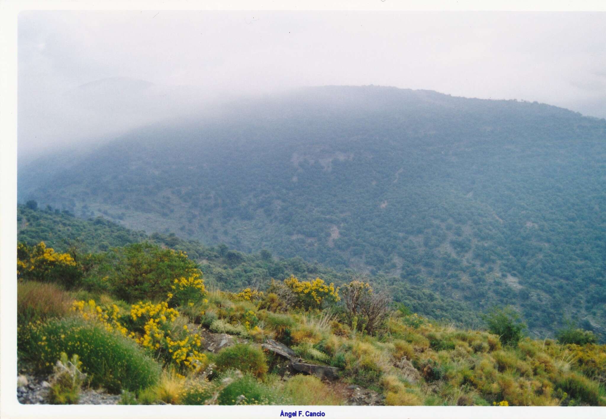 Image of Adenocarpus decorticans Boiss.