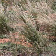 Image of Austrostipa nitida (Summerh. & C. E. Hubb.) S. W. L. Jacobs & J. Everett