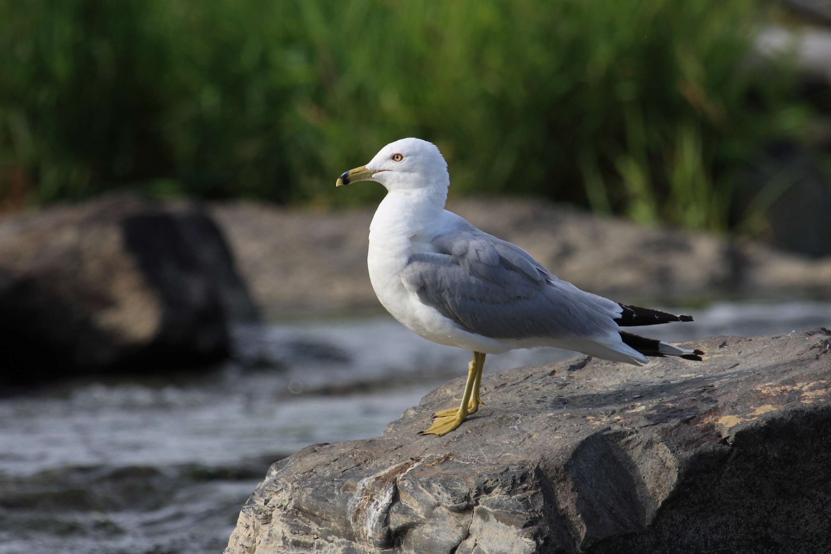 Image of Ring-billed Gull