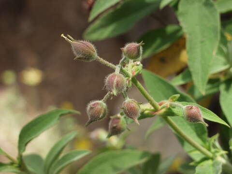 Image of Cistus symphytifolius Lam.