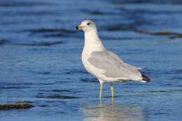 Image of Ring-billed Gull