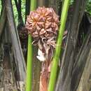 Image of Mangrove Palm