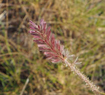 Image of Ptilotus giganteus (A. Cunn. ex Moq.) R. W. Davis & R. Butcher