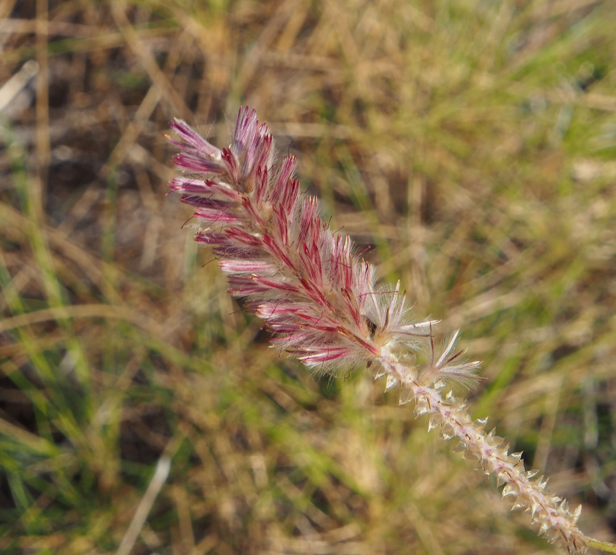 Image of Ptilotus giganteus (A. Cunn. ex Moq.) R. W. Davis & R. Butcher