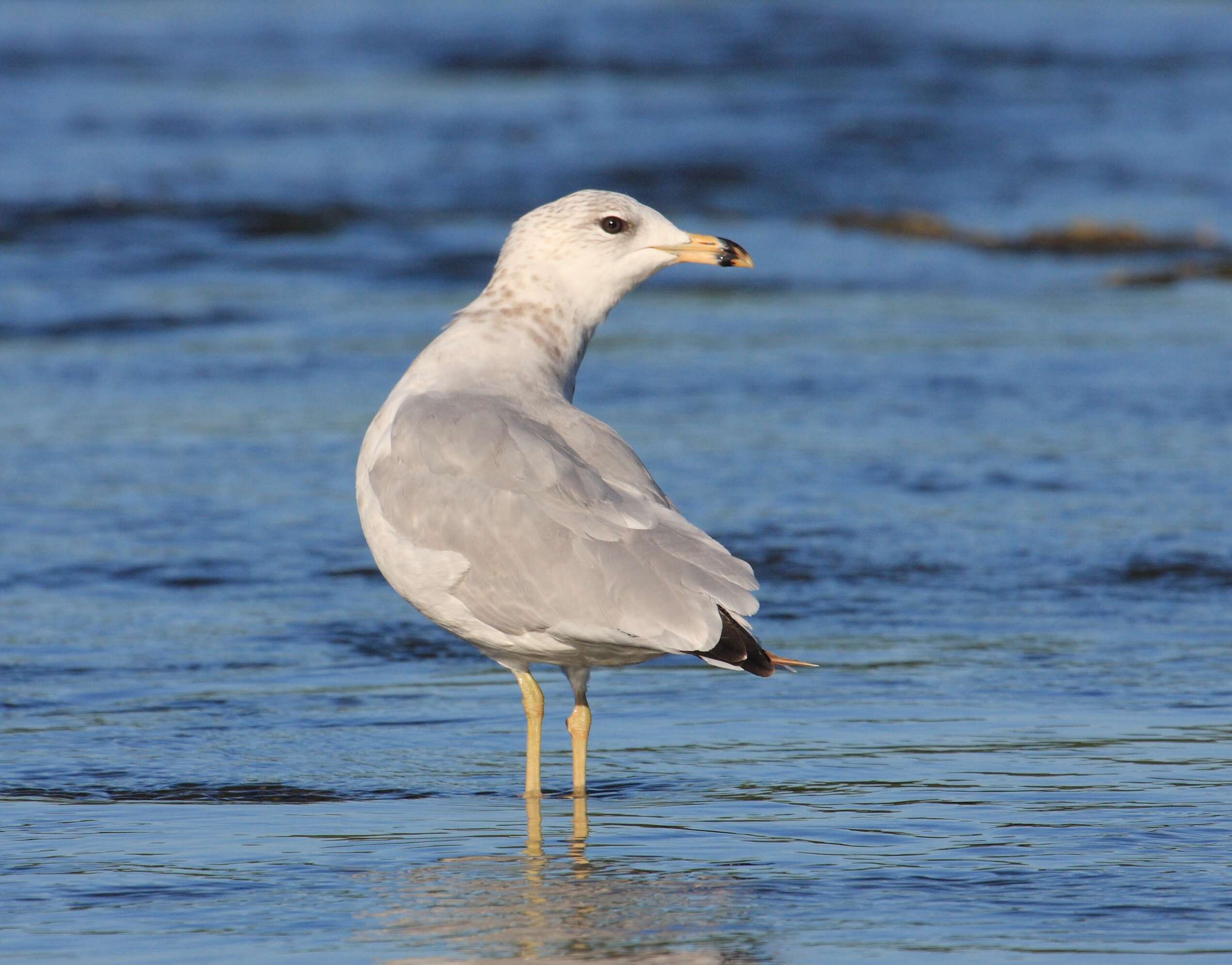 Image of Ring-billed Gull