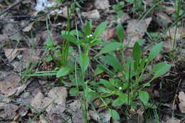 Imagem de Myosotis sparsiflora Pohl