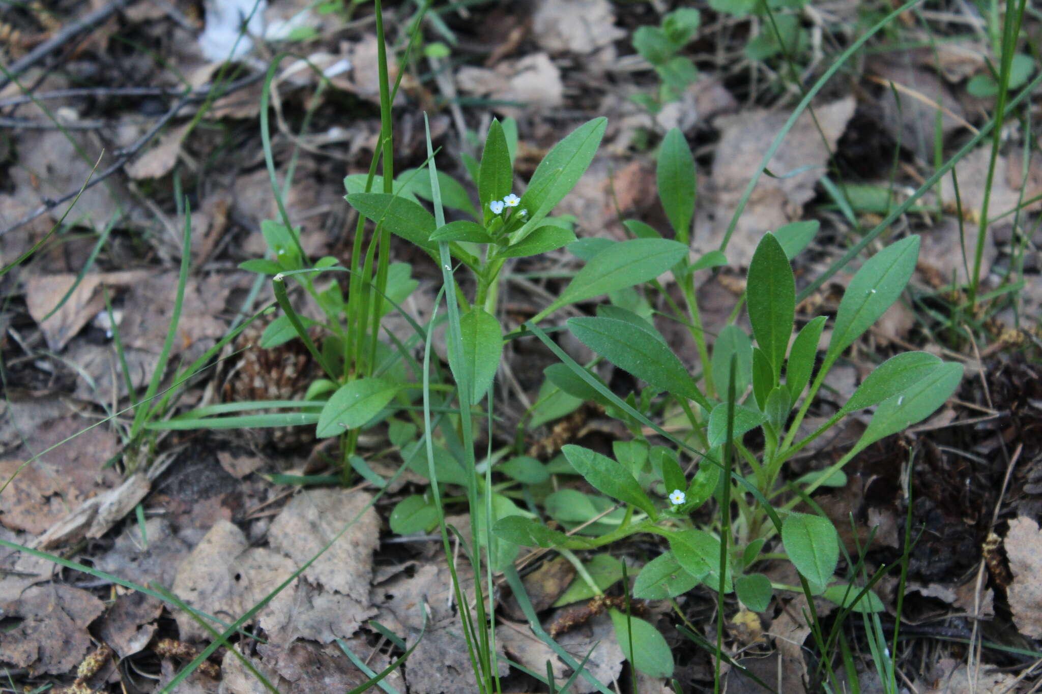 Image of Myosotis sparsiflora Pohl