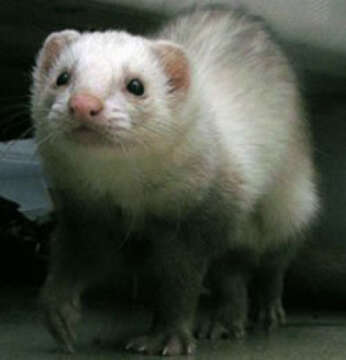 Image of domestic ferret