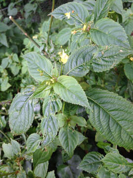 Image of small balsam