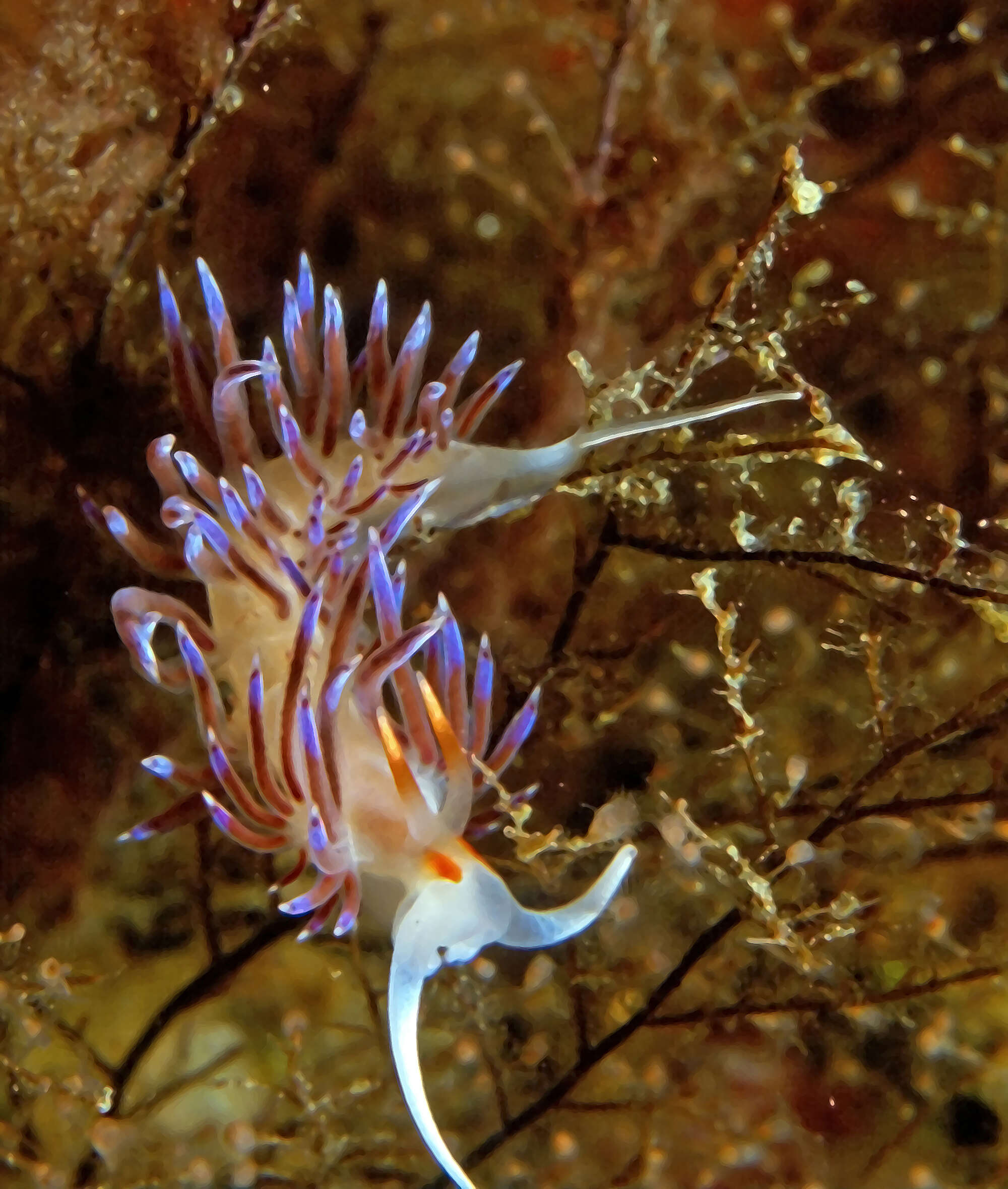 Eudendrium ramosum (Linnaeus 1758) resmi