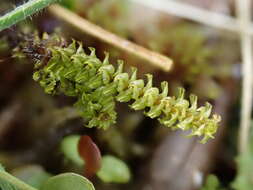 Image of paludella moss