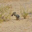 Image of Nelson's Antelope Squirrel