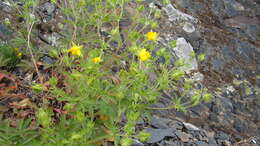 Image of Potentilla divaricata DC.