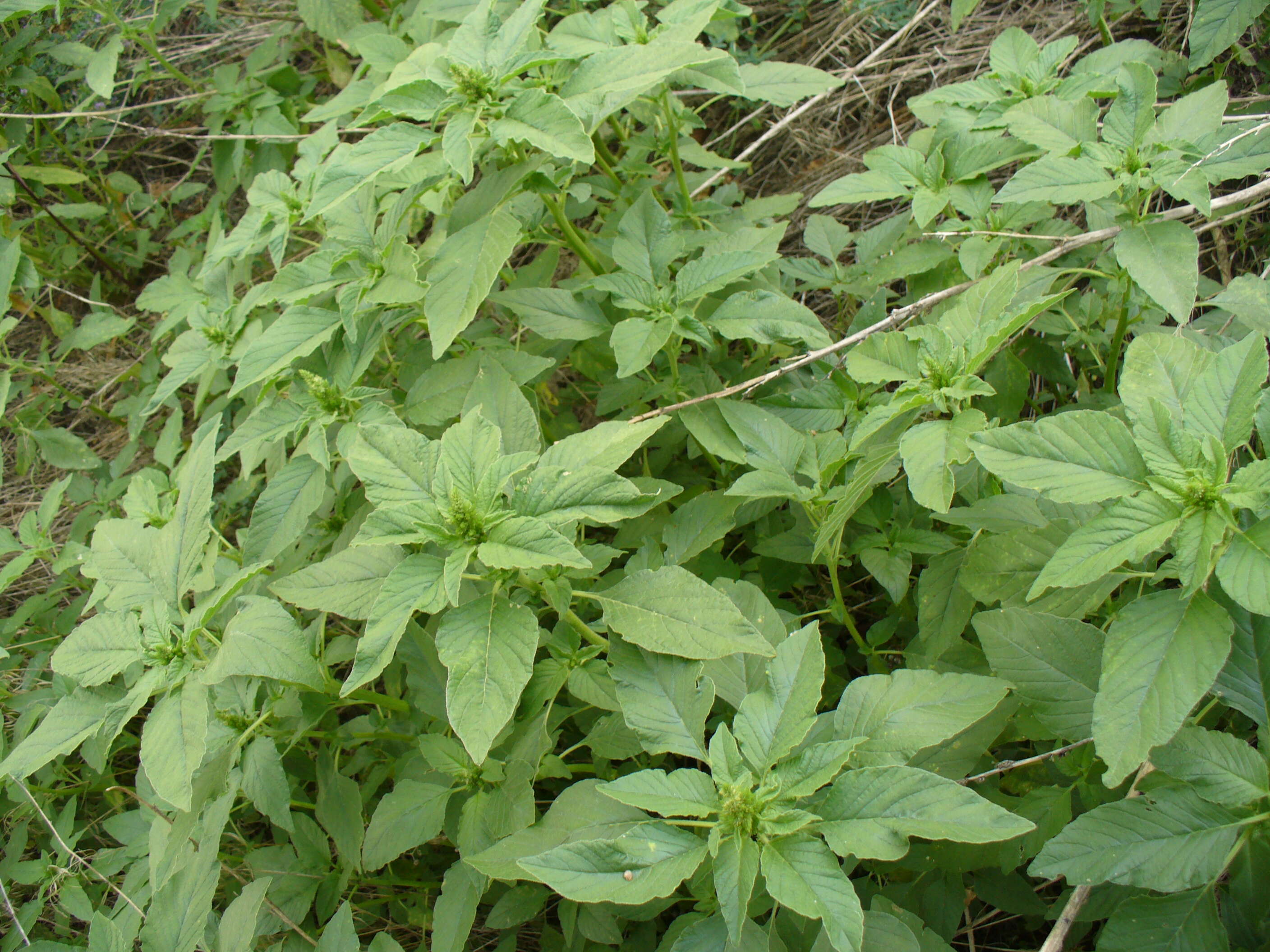 Image of redroot amaranth